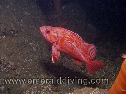 Vermilion Rockfish