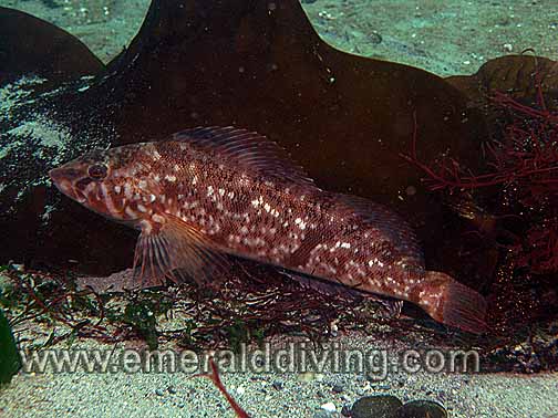 White Spotted Greenling