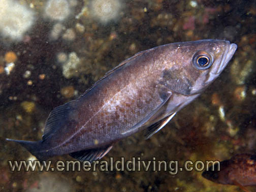 Widow Rockfish - Juvenile